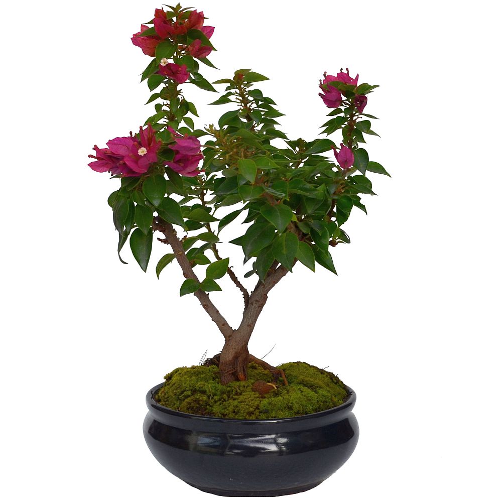 BONSAI BUGANVILLA 5 AÑOS - Imagen 1