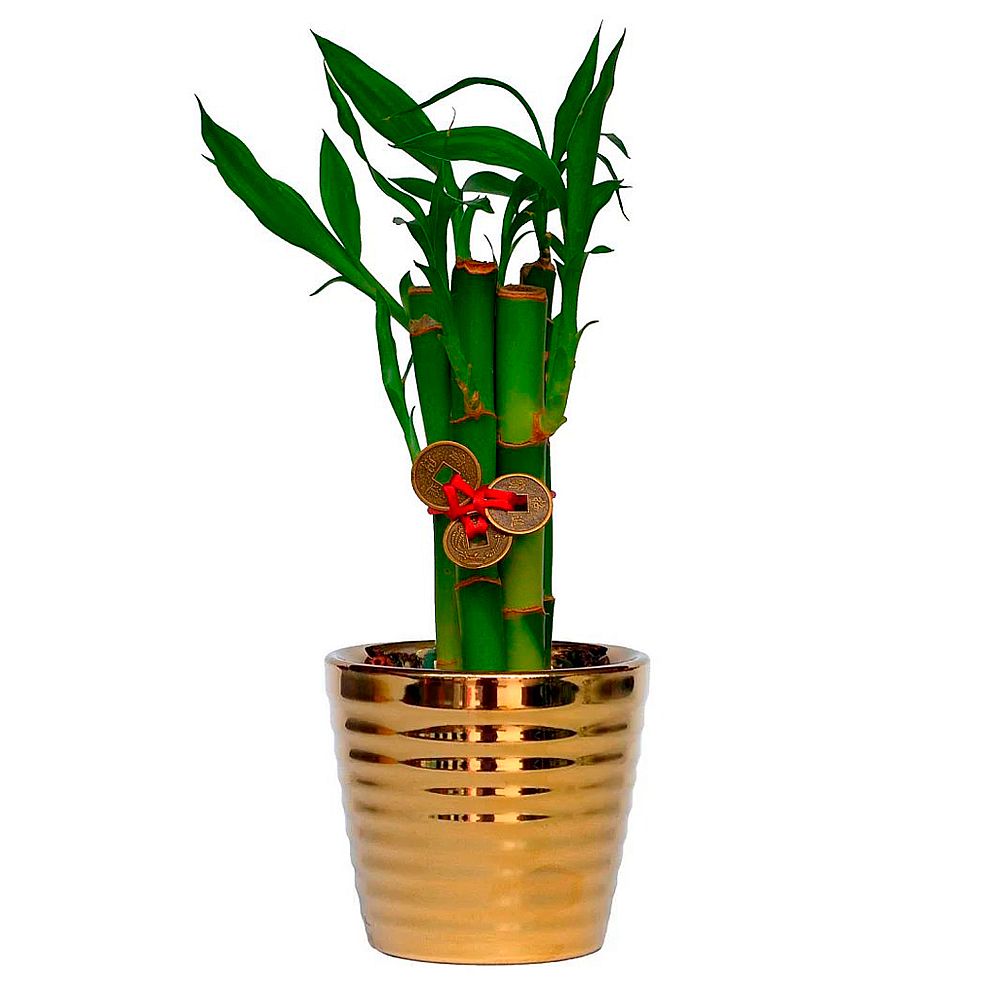 LUCKY BAMBOO GOLD - 5 TALLOS