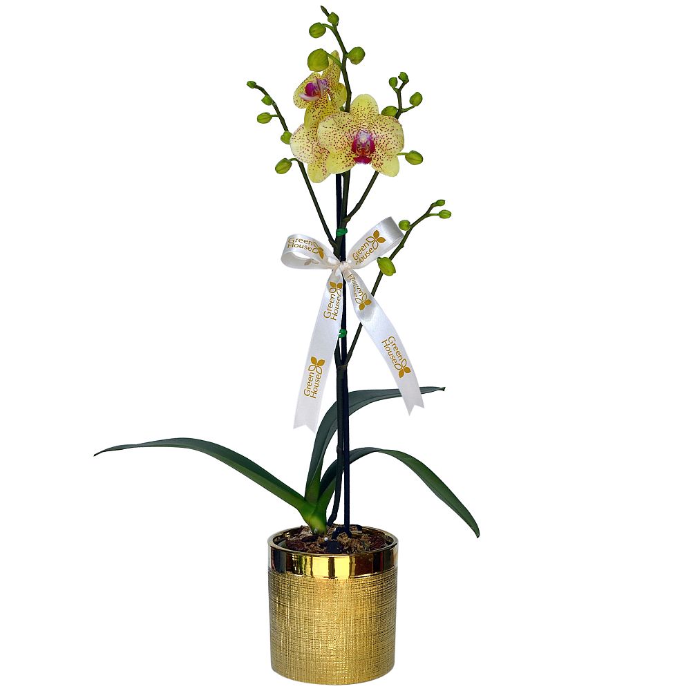 ORQUIDEA GRANDE ESPECIAL (MACETA DORADA) - Imagen 1