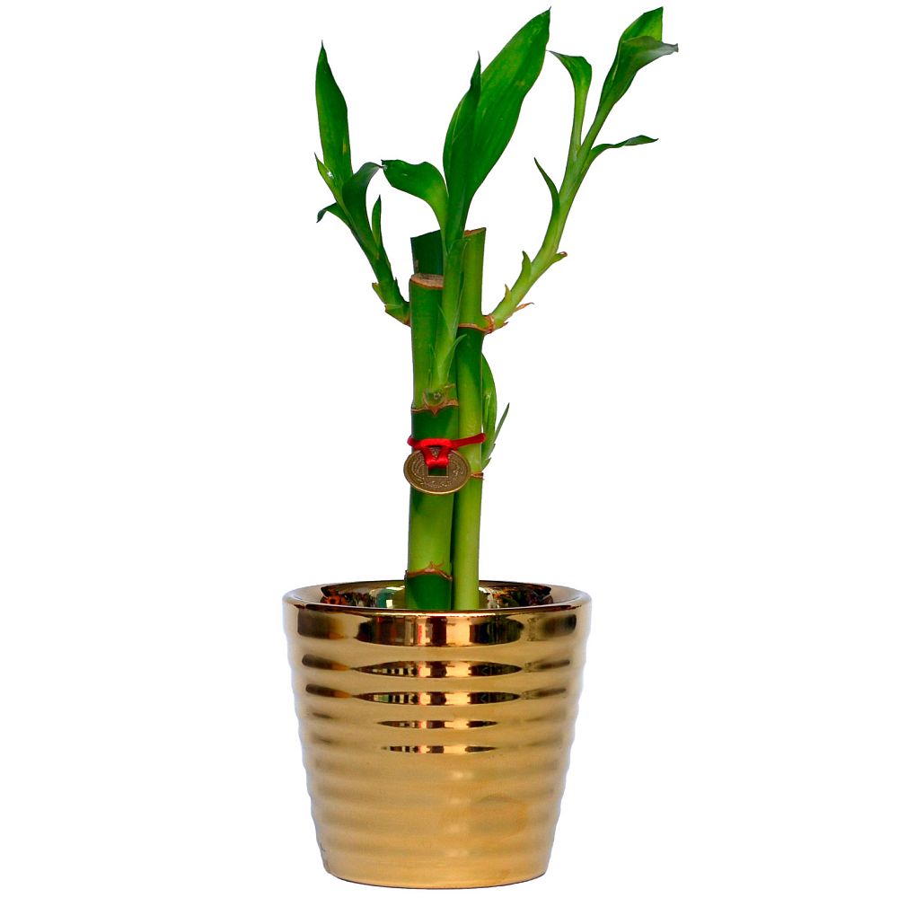 LUCKY BAMBOO GOLD - 3 TALLOS