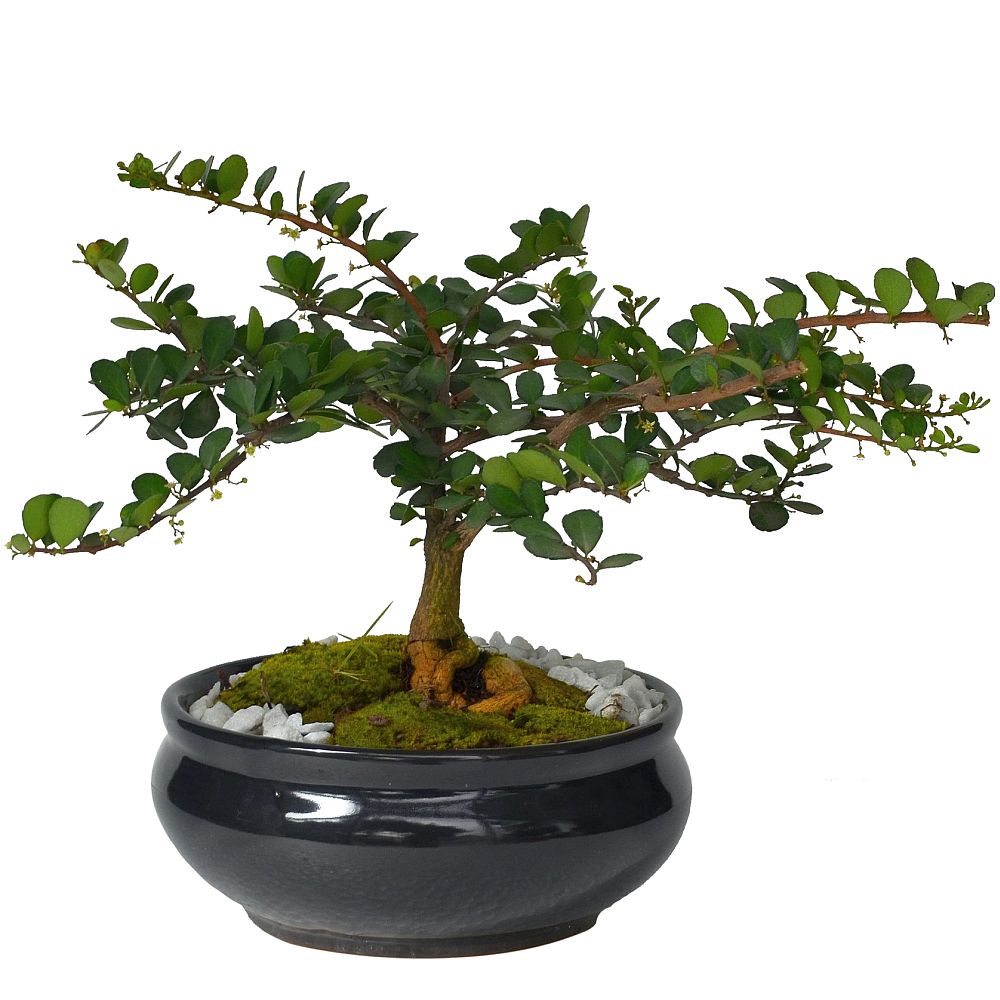BONSAI MAKO 5 AÑOS