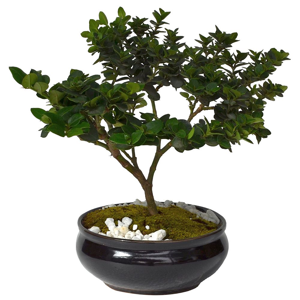 BONSAI CARISSA 6 AÑOS - Imagen 1