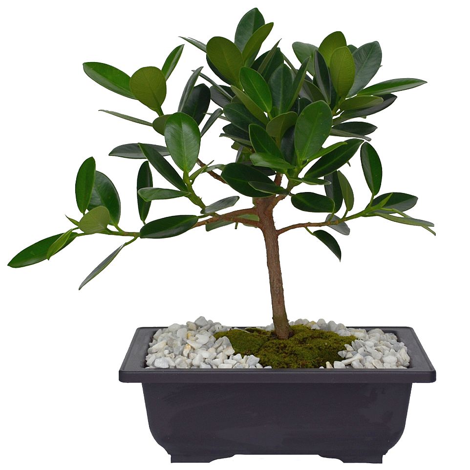 BONSAI FICUS 5 AÑOS