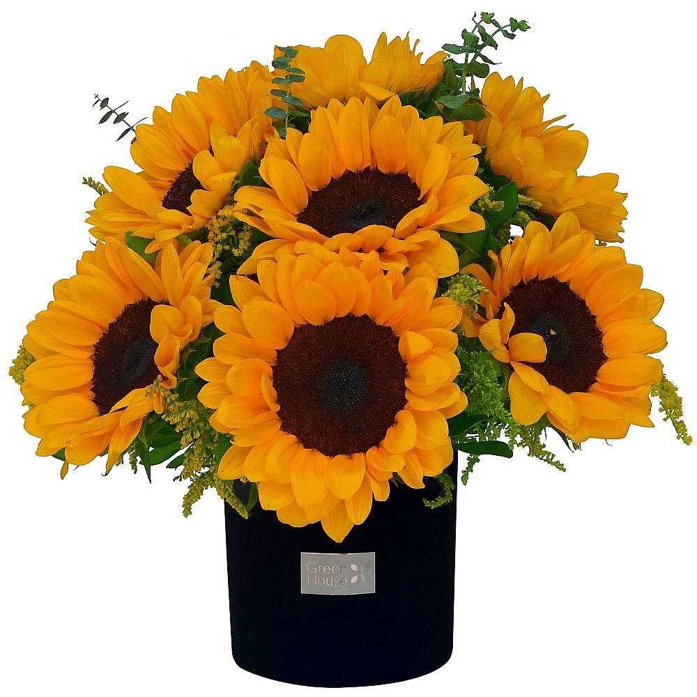 GLAM BLACK 10 GIRASOLES