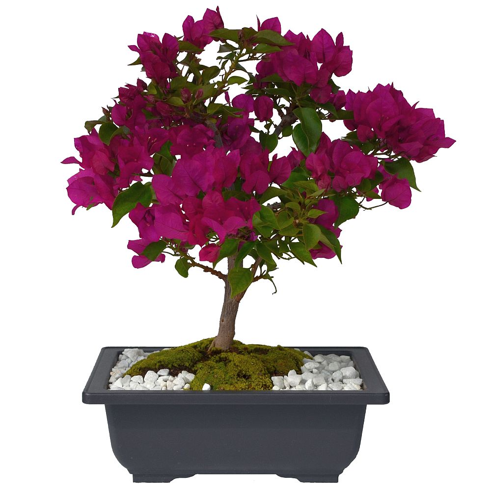 BONSAI BUGANVILLA 5 AÑOS - Imagen 1