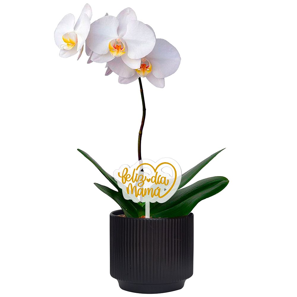 ORQUIDEA FELIZ DÍA MAMÁ