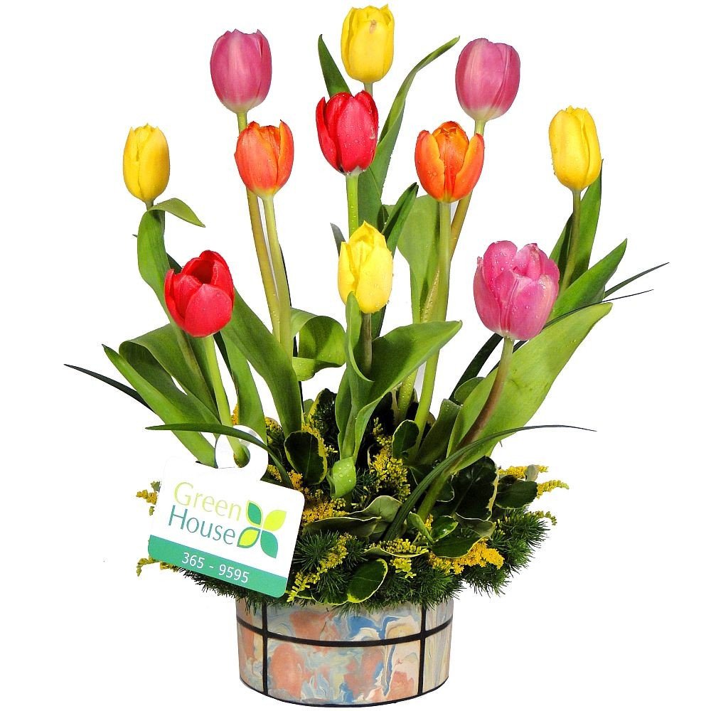 COLECCIÓN CHULUCANAS - TULIPANES