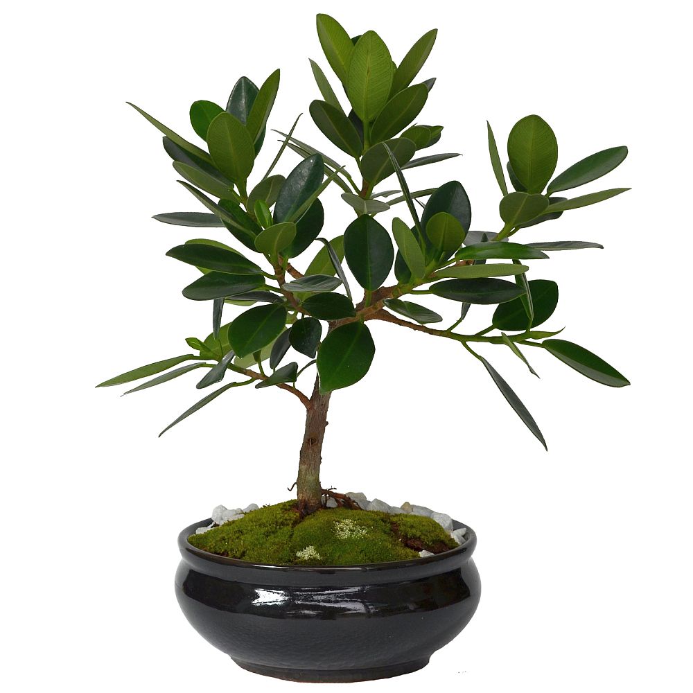 BONSAI FICUS 5 AÑOS