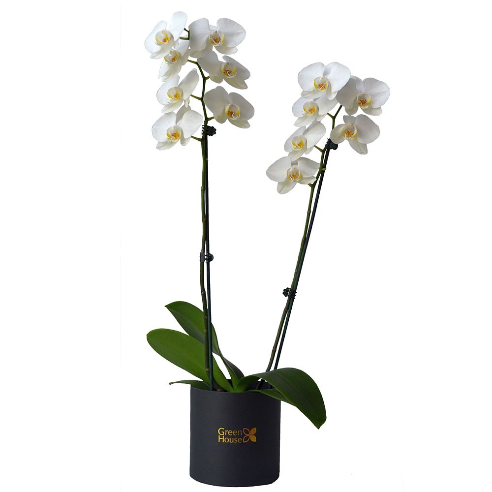 PLANTA DE ORQUIDEA PHALAENOPSIS DOBLE (BOX NEGRO)