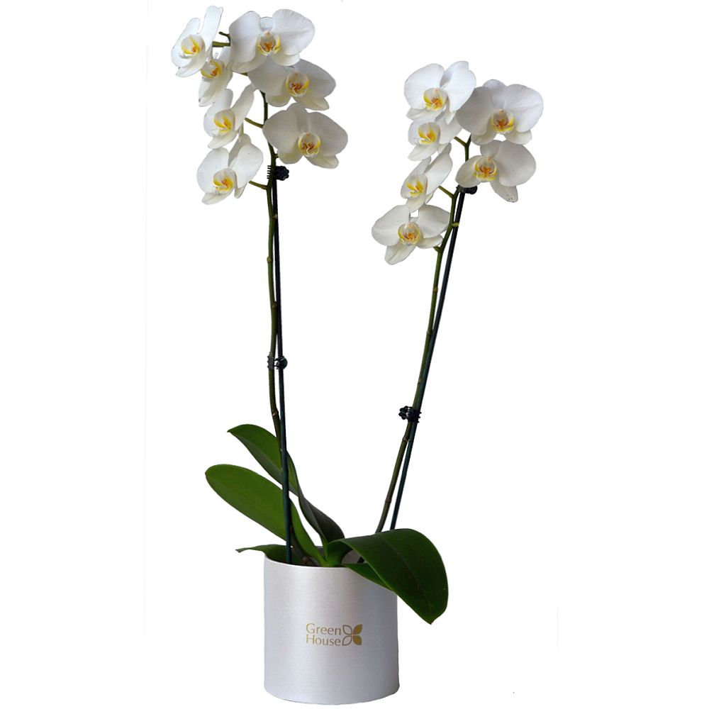 PLANTA DE ORQUIDEA PHALAENOPSIS DOBLE (BOX BLANCO)