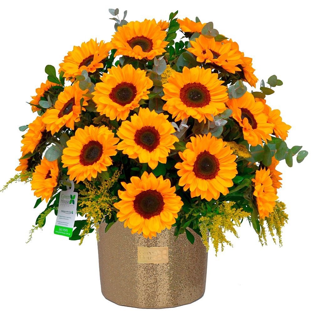 GLAM GOLD 36 GIRASOLES