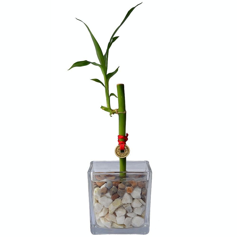 LUCKY BAMBOO - 1 TALLO EN CUBO DE VIDRIO