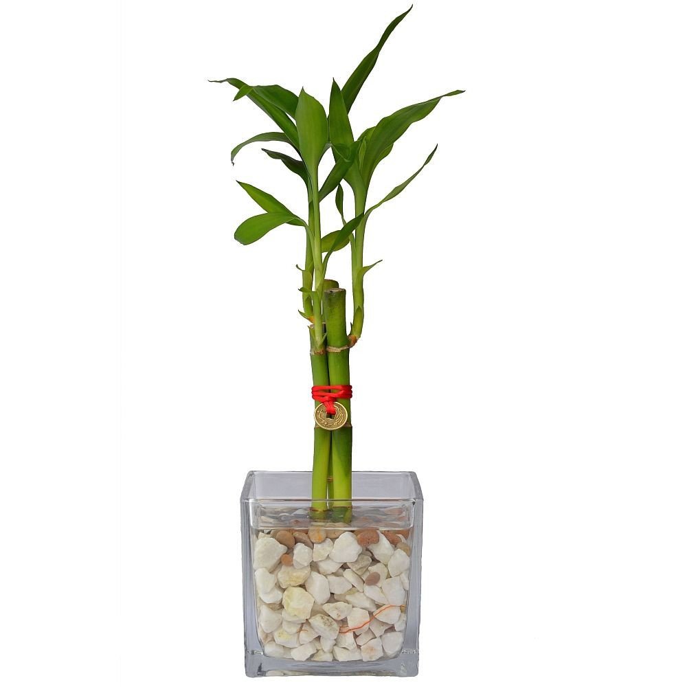 LUCKY BAMBOO - 3 TALLOS EN CUBO DE VIDRIO