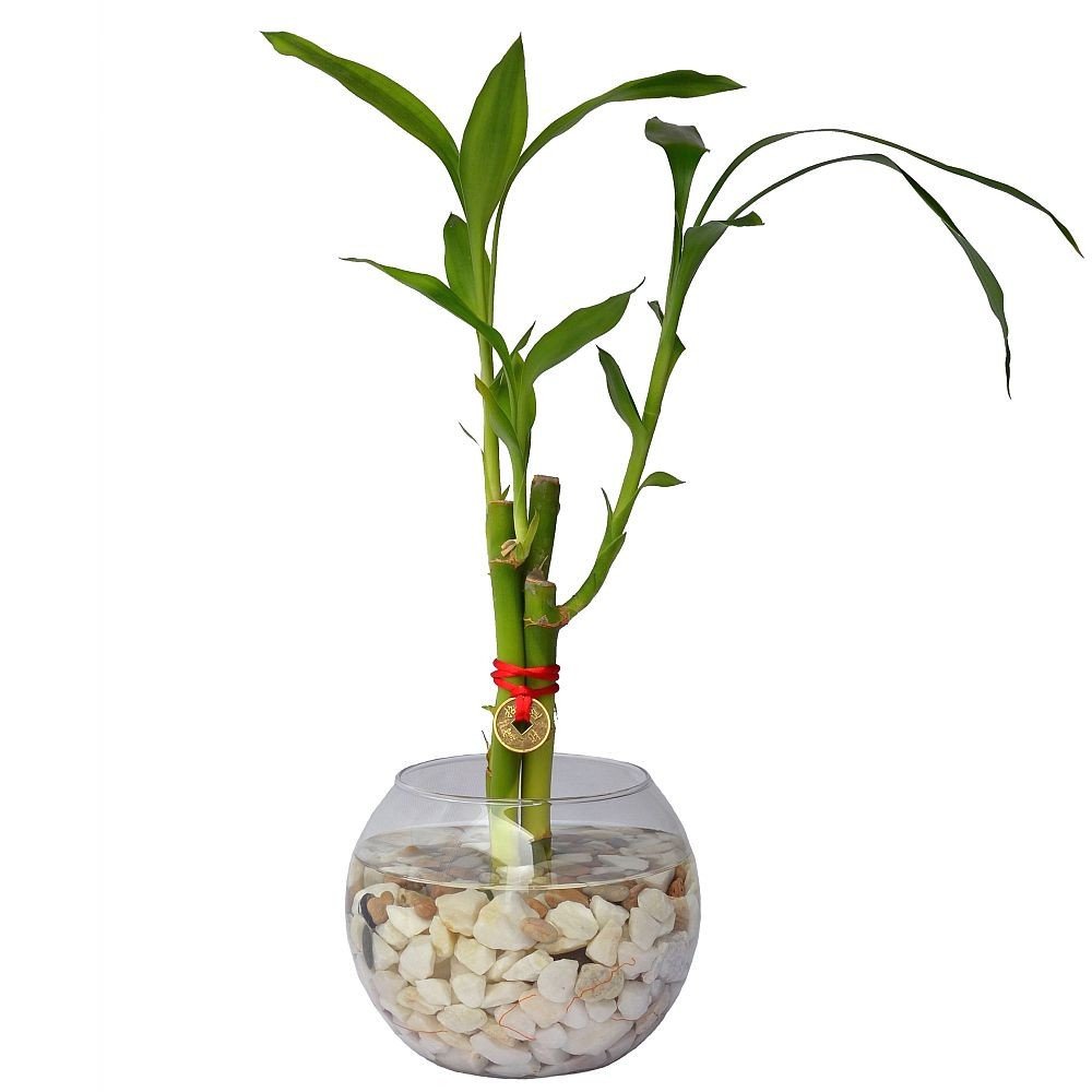 LUCKY BAMBOO - 3 TALLOS EN PECERA DE VIDRIO