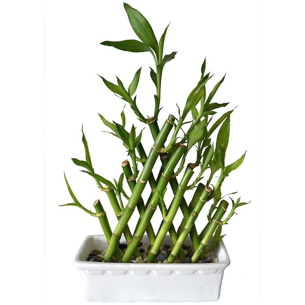 LUCKY BAMBOO PIRÁMIDE (15 TALLOS) - Imagen 1