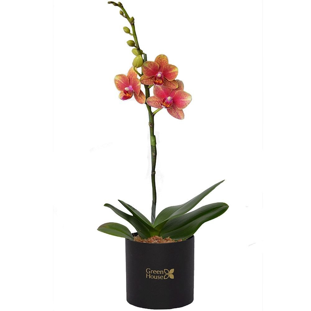 ORQUÍDEA BABY (BOX NEGRO)