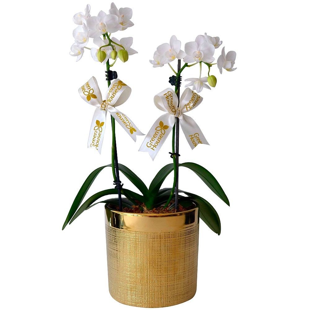 ORQUIDEA BABY DOBLE (MACETA DECORATIVA DORADA)