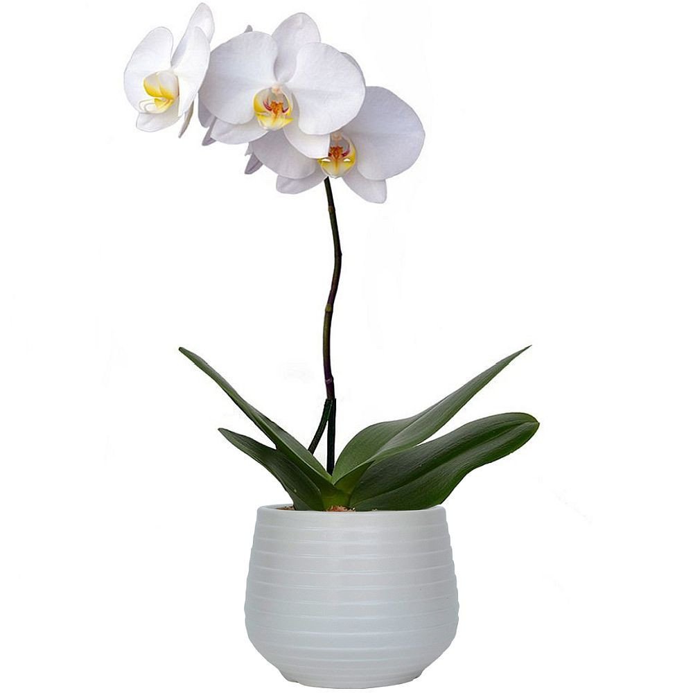 ORQUIDEA PHALAENOPSIS (MACETA DECORATIVA BLANCA)