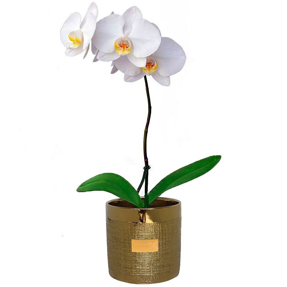 ORQUIDEA PHALAENOPSIS (MACETA DECORATIVA DORADA)