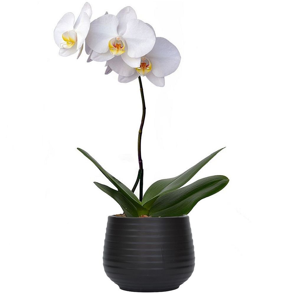 ORQUIDEA PHALAENOPSIS (MACETA DECORATIVA NEGRA)