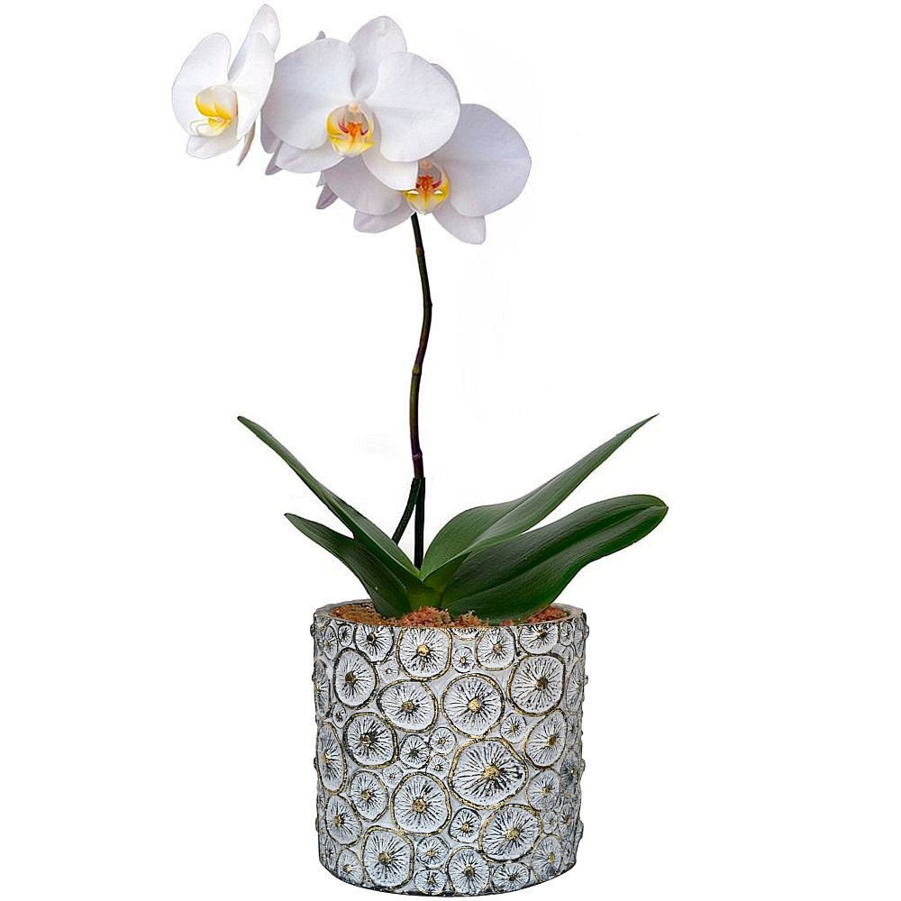 ORQUIDEA PHALAENOPSIS (MACETA RÚSTICA ESPECIAL)