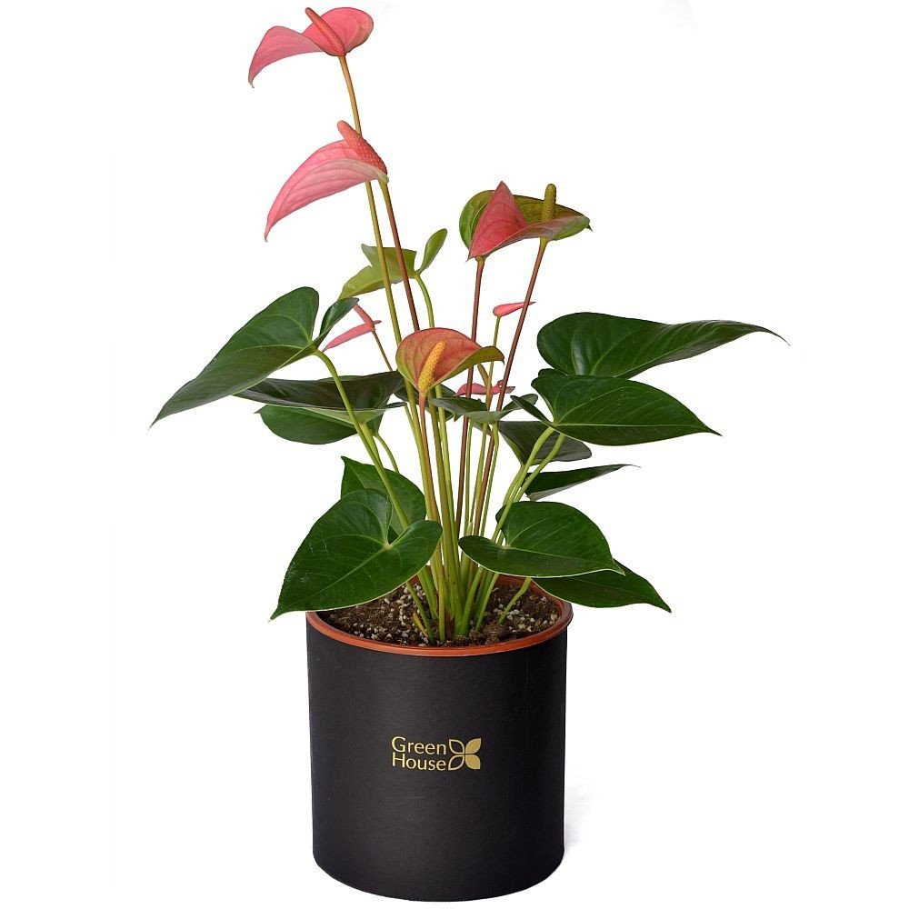 PLANTA DE ANTURIO - GRANDE