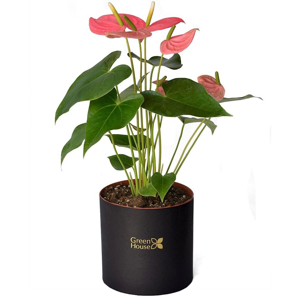 PLANTA DE ANTURIO - MEDIANA