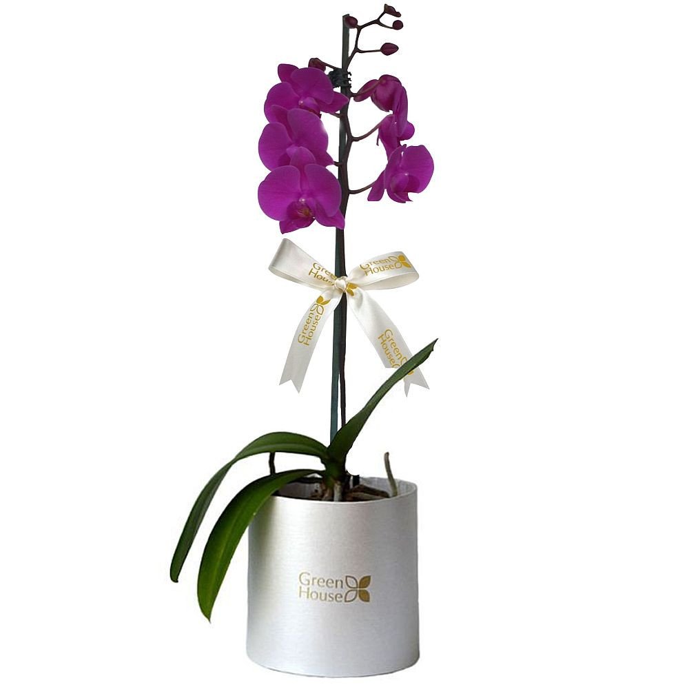 PLANTA DE ORQUIDEA PHALAENOPSIS - GRANDE (BOX BLANCO)