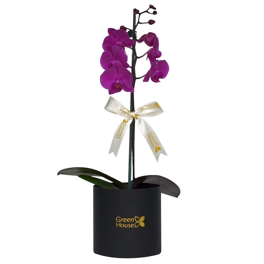 PLANTA DE ORQUIDEA PHALAENOPSIS - GRANDE (BOX NEGRO)