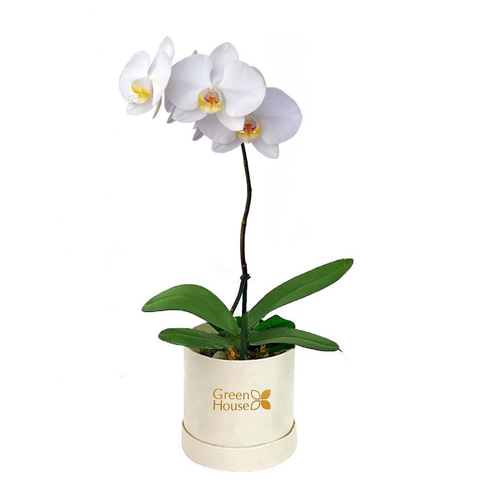 PLANTA DE ORQUIDEA PHALAENOPSIS - MEDIANA (BOX BLANCO)