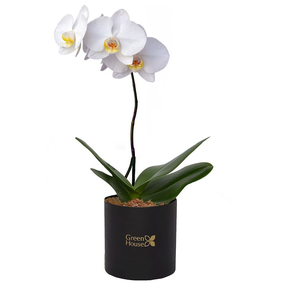 PLANTA DE ORQUIDEA PHALAENOPSIS - MEDIANA (BOX NEGRO)